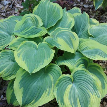 Picture of Earth Angel Hosta Plant