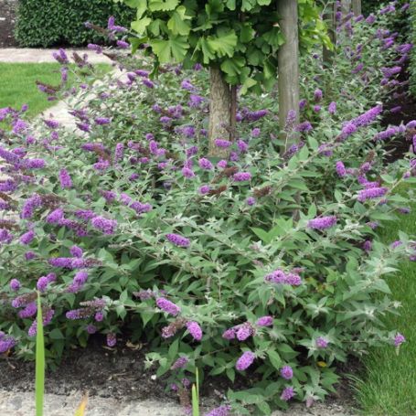 Picture of Lo & Behold® Blue Chip Buddleia Shrub