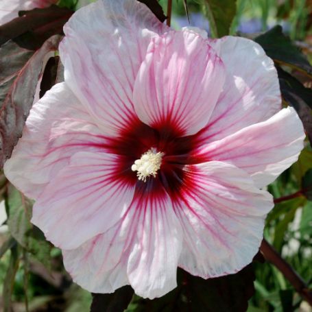 Picture of Crown Jewels Hardy Hibiscus Plant