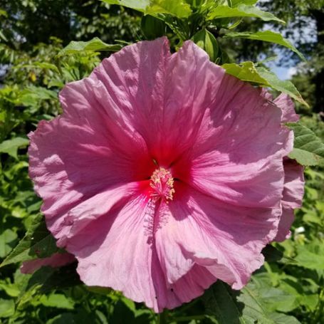 Picture of Fantasia Hardy Hibiscus Plant