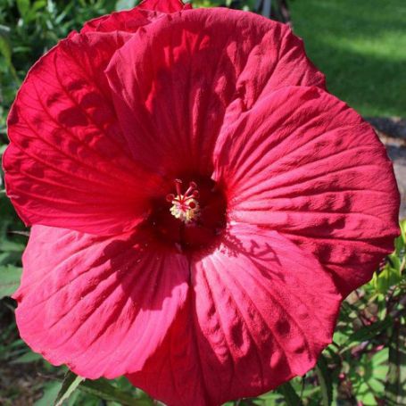 Picture of Fireball Hardy Hibiscus Plant