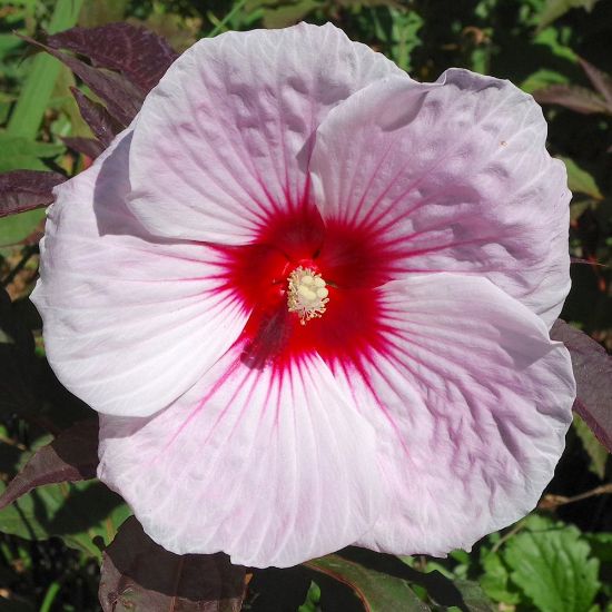 Picture of Kopper King Hardy Hibiscus Plant