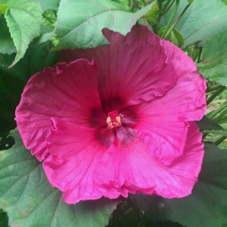 Picture of Plum Crazy Hardy Hibiscus Plant