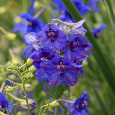 Picture of Blue Butterfly Delphinium Plant
