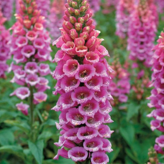Picture of Candy Mountain Rose Digitalis Plant
