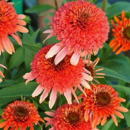 Picture of Coral Reef Echinacea Plant
