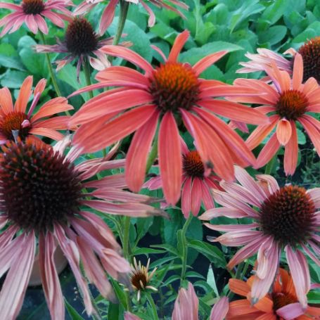 Picture of Hot Summer Echinacea Plant