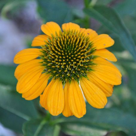 Picture of Mac n' Cheese Echinacea Plant