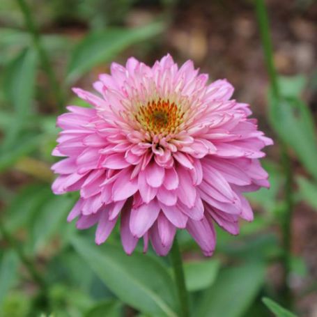 Picture of Pink Poodle Echinacea Plant