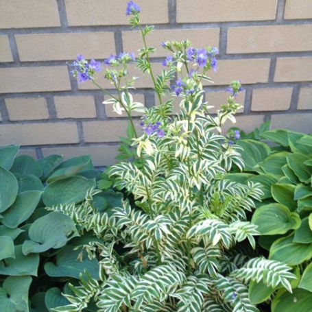 Picture of Brise D'Anjou Polemonium Plant