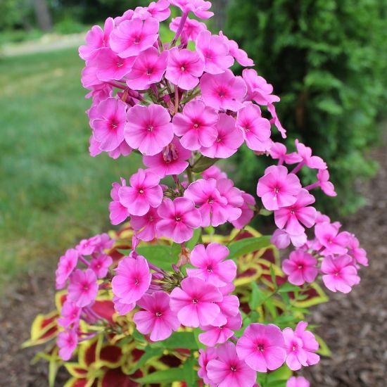 Picture of Miss Candy Tall Phlox Plant