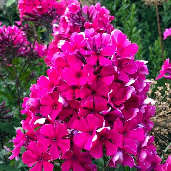 Picture of Starfire Tall Phlox Plant