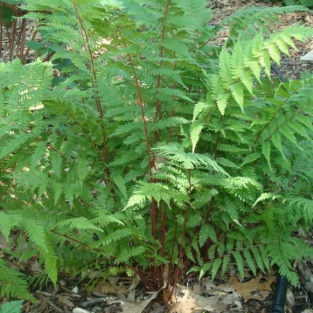 Picture of Lady in Red Athyrium Plant