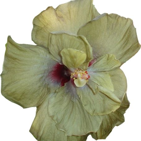Picture of File Gumbo Cajun Hibiscus Plant