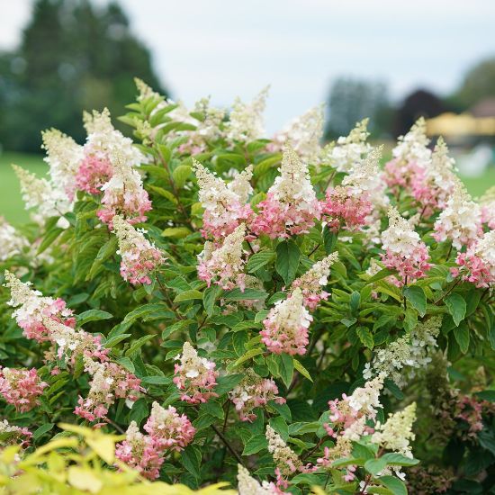 Picture of Pinky Winky® Hydrangea Bush