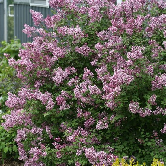 Picture of Bloomerang® Purple Lilac Bush