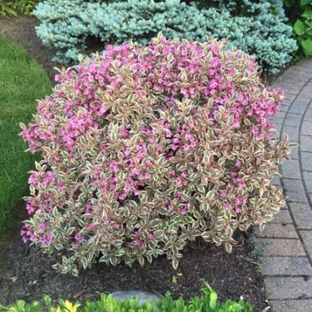 Picture of My Monet® Weigela Plant