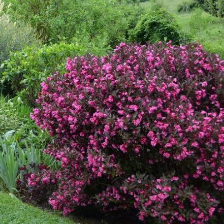 Picture of Wine & Roses® Weigela Plant