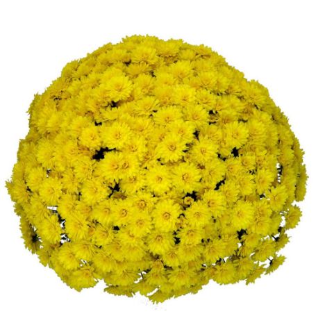 Picture of Belgian Mum® Allegra Yellow Plant