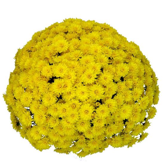 Picture of Belgian Mum® Allegra Yellow Plant