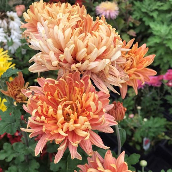 Picture of Homecoming Perennial Mum Plant