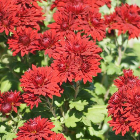 Picture of Ruby Mound Perennial Mum Plant