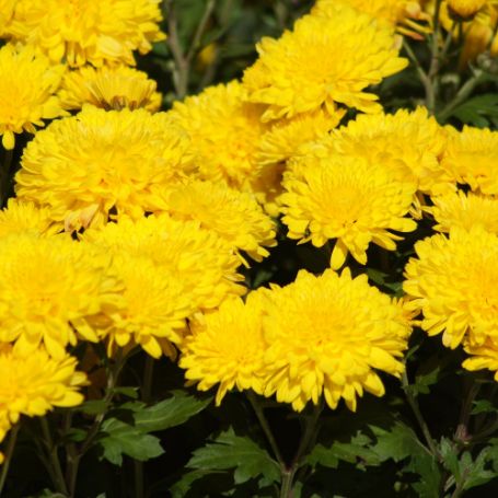 Picture of Sunny Morning Perennial Mum Plant