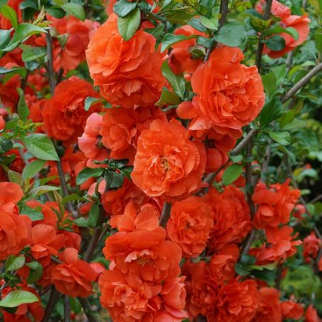 Picture of Double Take™ Orange Storm Chaenomeles Plant
