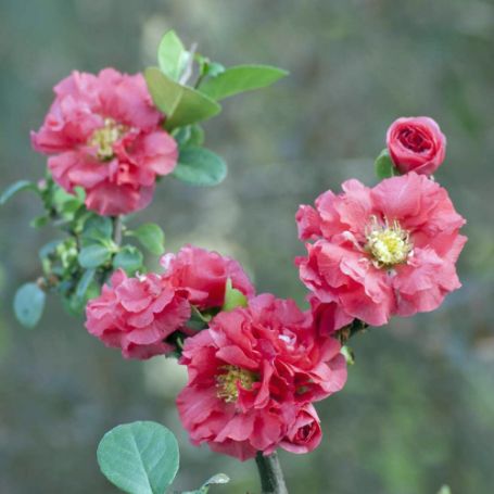 Picture of Double Take™ Pink Storm Chaenomeles Plant