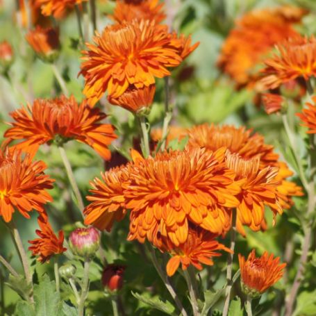 Picture of Autumn Fire Perennial Mum Plant