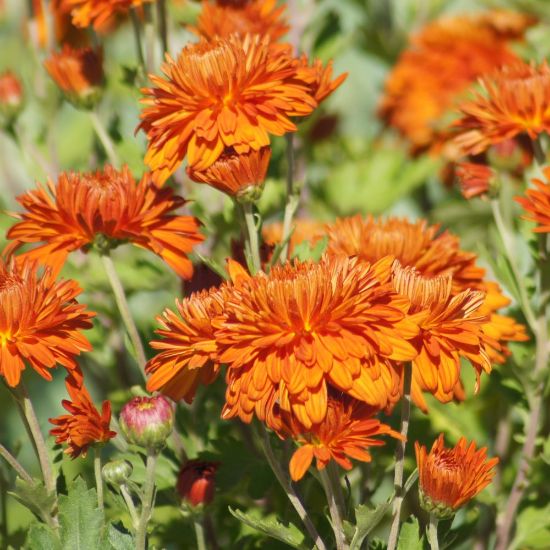 Picture of Autumn Fire Perennial Mum Plant