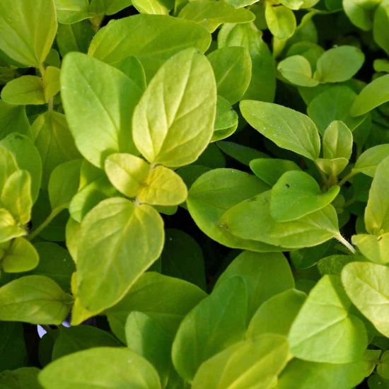 Picture of Golden Oregano Herb Plant