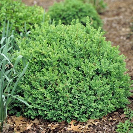 Picture of North Star® Buxus