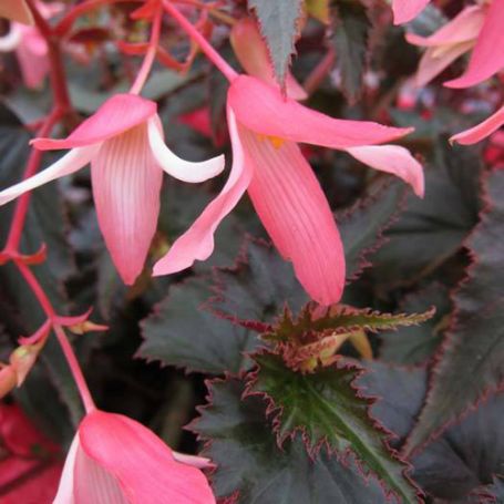 Picture of Bonfire® Chocolate Pink Begonia Plant