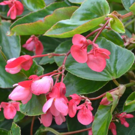 Picture of Dragon® Wing Pink Begonia Plant