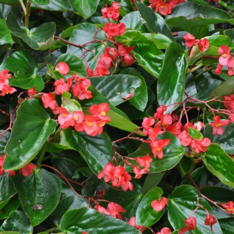 Picture of Dragon® Wing Red Begonia Plant