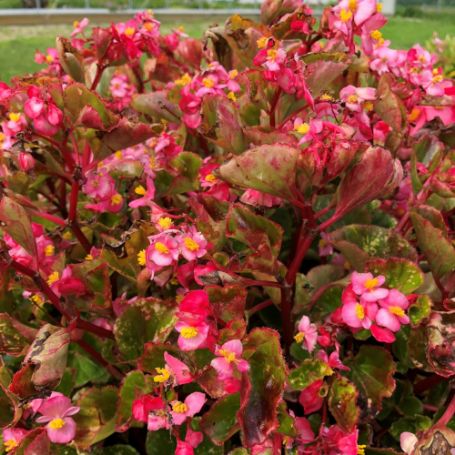 Picture of Charm Pink Begonia Plant