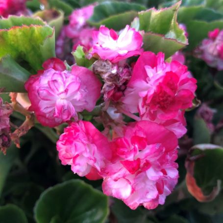 Picture of Double Cherry Blossom Begonia Plant