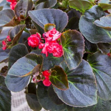Picture of Double Lady Carol Red Begonia Plant