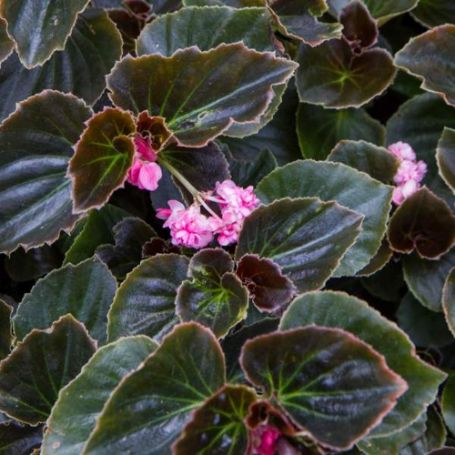 Picture of Double Lady Francis Pink Begonia Plant