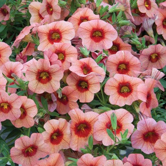 Picture of Million Bells® Cosmo Pink Calibrachoa Plant