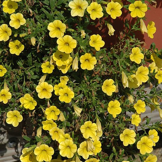 Picture of Million Bells® Neon Yellow Calibrachoa Plant