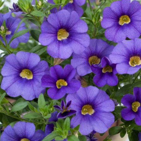 Picture of Noa® Mega Violet Calibrachoa Plant