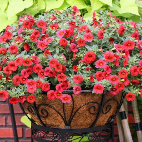Picture of Million Bells® Red Calibrachoa Plant