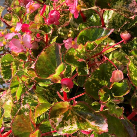 Picture of Geneva Double Pink Begonia Plant