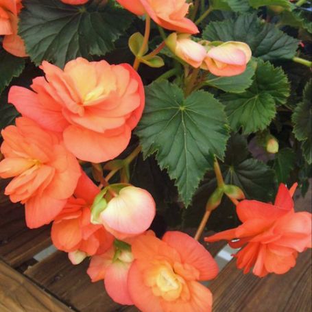 Picture of Solenia® Apricot Begonia Plant