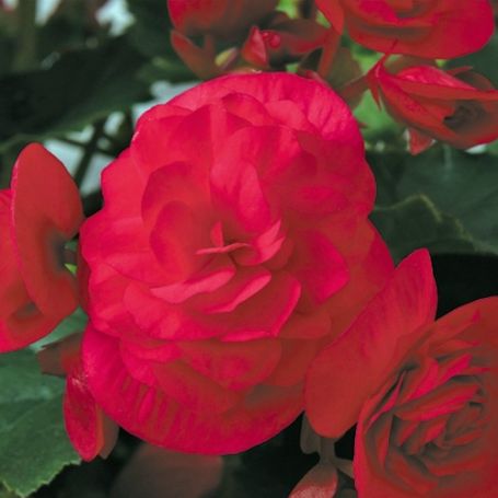 Picture of Solenia® Cherry Begonia Plant