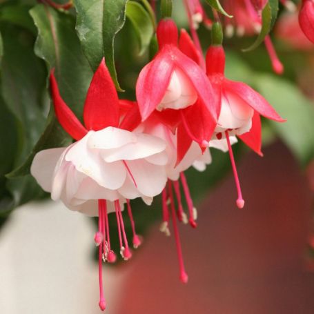 Picture of Angel Earrings® Double Red Fuchsia Plant