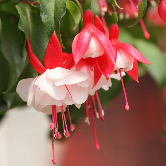 Picture of Angel Earrings® Double Red Fuchsia Plant