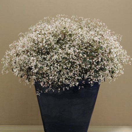 Picture of Breathless Blush Euphorbia Plant